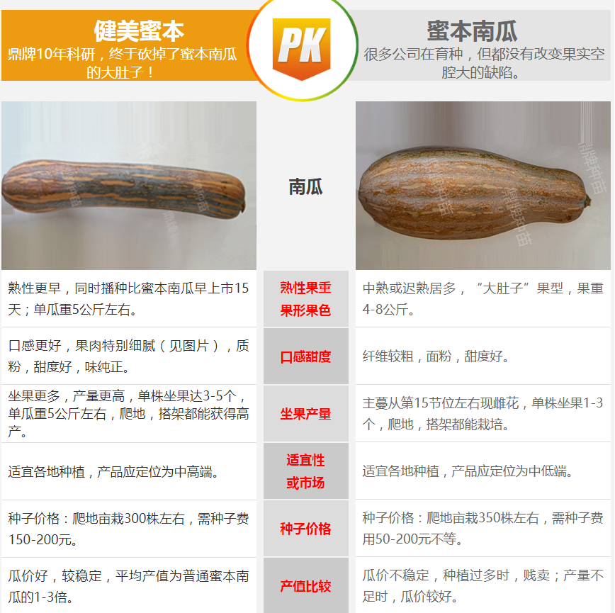 生吃都好吃南瓜新品種，沒有大肚子，肉質(zhì)更密致，農(nóng)戶試種下