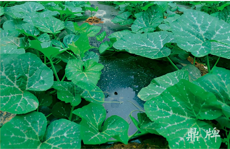 種這種綠葉菜，栽培輕松，畝產(chǎn)值過萬元，菜農(nóng)表示很劃算