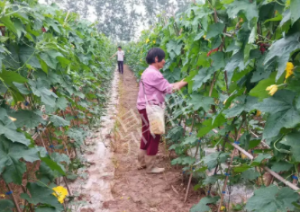 蔬菜種子種植戶客戶點(diǎn)評(píng)-85歲老奶奶，還是種植基地的領(lǐng)頭人，做的怎么樣？一起去看看…