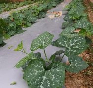 蔬菜種子種植戶客戶點評-無需噴農(nóng)藥的蔬菜，栽培簡單、效益高！