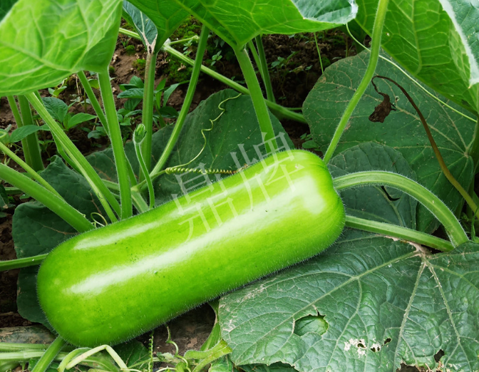 蔬菜種子種植戶(hù)客戶(hù)點(diǎn)評(píng)-牛逼！我露地栽培的瓠瓜，比別人大棚的還早上市！