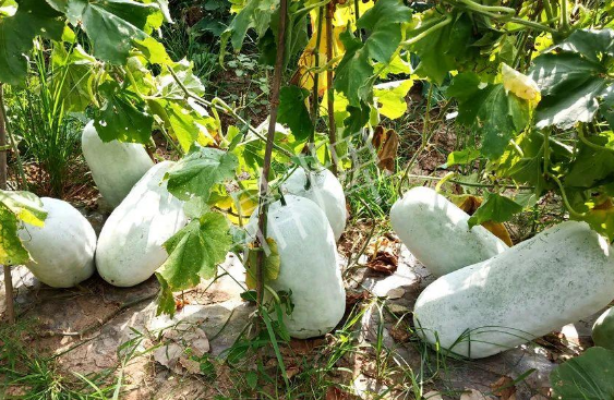 蔬菜種子種植戶(hù)客戶(hù)點(diǎn)評(píng)-驚訝！炎炎烈日下，小孩大聲喊：“大雪球！大雪球……”怎樣一回事？