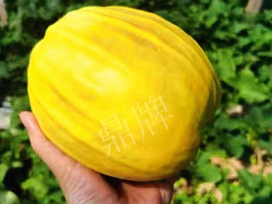 蔬菜種子種植戶(hù)客戶(hù)點(diǎn)評(píng)-我的甜瓜賣(mài)20元1市斤，與大家分享…