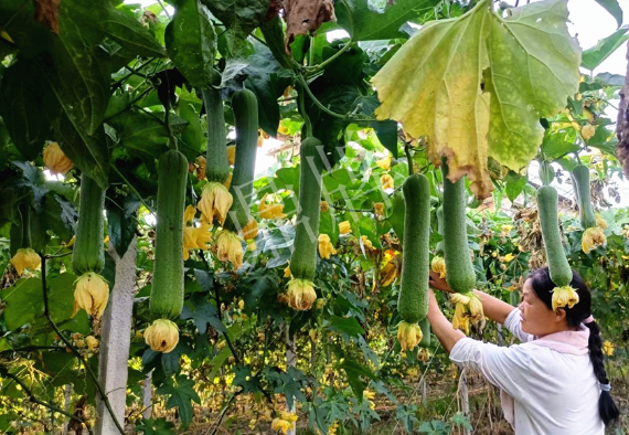 蔬菜種子種植戶(hù)客戶(hù)點(diǎn)評(píng)-8月，持續(xù)高溫下，這種絲瓜少見(jiàn)，少見(jiàn)！