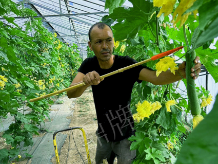 蔬菜種子種植戶客戶點(diǎn)評-這種絲瓜在法國，批發(fā)都是30元/kg